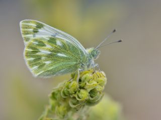 Doruklarn Beneklimelei (Pontia callidice)