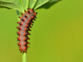 Gney Fistosu (Zerynthia polyxena)