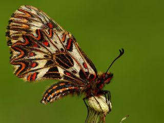 Gney Fistosu (Zerynthia polyxena)
