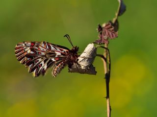 Gney Fistosu (Zerynthia polyxena)