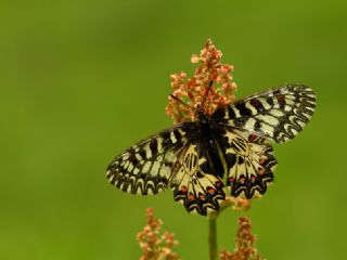 Gney Fistosu (Zerynthia polyxena)