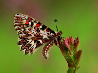 Gney Fistosu (Zerynthia polyxena)