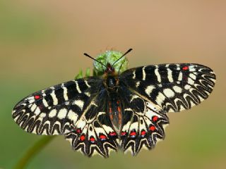 Gney Fistosu (Zerynthia polyxena)