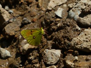 Kafkas Azameti (Colias caucasica)