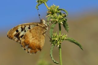 Kzl Cad (Chazara bischoffii)