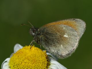 Orman Zpzp Perisi (Coenonympha glycerion)