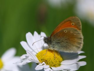 Kafkasya Zpzp Perisi (Coenonympha symphita)