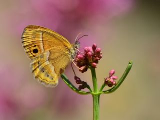 ran Zpzp Perisi (Coenonympha saadi)