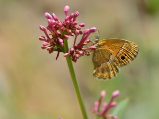 ran Zpzp Perisi (Coenonympha saadi)