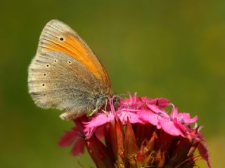 Kafkasya Zpzp Perisi (Coenonympha symphita)