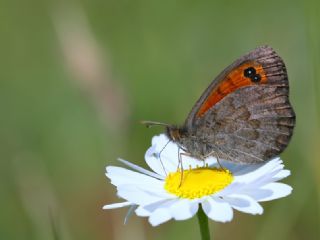 Kafkas Gzelesmeri (Erebia graucasica )