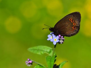 Orman Gzelesmeri (Erebia medusa )