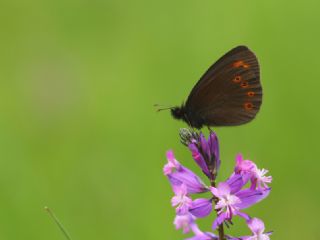 Orman Gzelesmeri (Erebia medusa )