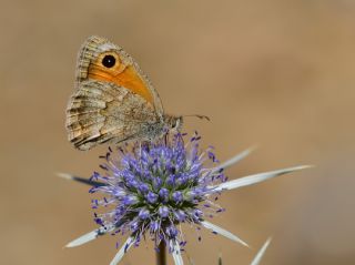 ran Esmerperisi (Hyponephele cadusia)