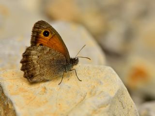 Azeri Esmerperi (Hyponephele zuvandica)