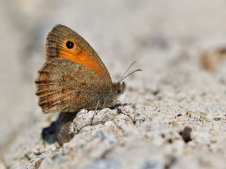Azeri Esmerperi (Hyponephele zuvandica)