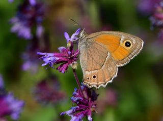 Urartu Esmerperisi (Hyponephele urartua)