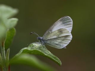 Narin Orman Beyaz (Leptidea sinapis)