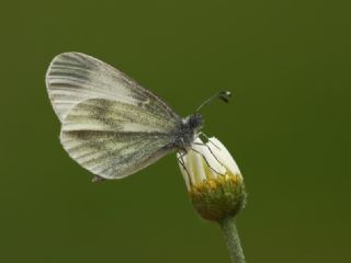 Narin Orman Beyaz (Leptidea sinapis)