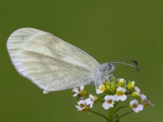 Narin Orman Beyaz (Leptidea sinapis)
