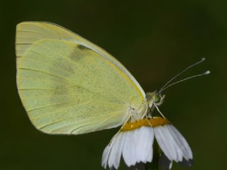 Byk Beyazmelek  (Pieris brassicae)