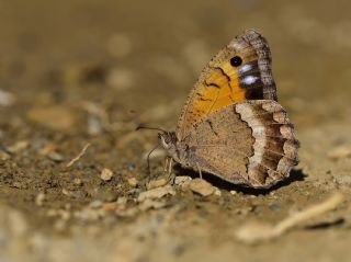 Anadolu Pirireisi (Satyrus favonius)