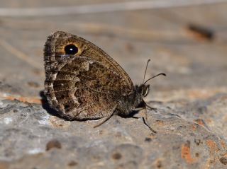 Hametli Pirireis (Satyrus ferulus)