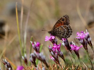 Kaspi Pirireisi (Satyrus parthicus)