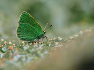 Ign Zmrt, Minikzmrt (Callophrys mystaphia)