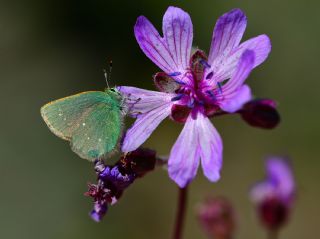 I�g�n Z�mr�t�, Minikz�mr�t&nbsp;(Callophrys&nbsp;mystaphia)