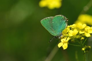 Zmrt (Callophrys rubi)