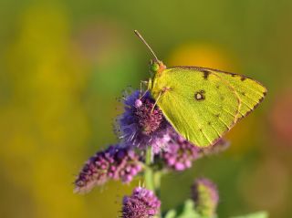 Orman Azameti (Colias hyale)