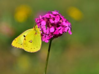 Orman Azameti (Colias hyale)