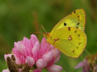 Orman Azameti (Colias hyale)