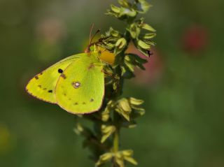 Gzel Azamet (Colias alfacariensis)