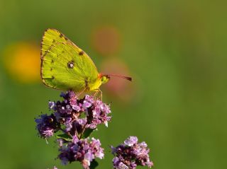 Orman Azameti (Colias hyale)