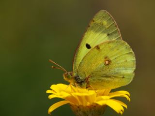 Orman Azameti (Colias hyale)