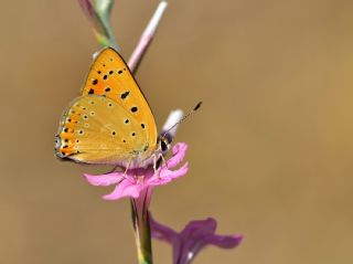 Anadolu Ate Gzeli (Lycaena asabinus)