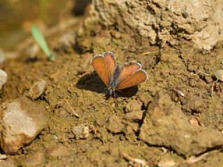 Frat Bakr Gzeli (Margelycaena euphratica )