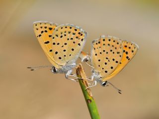 Alev Ategzeli (Lycaena kefersteinii)