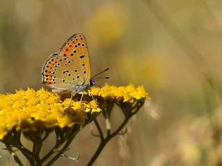 Kermanah (Lycaena kurdistanica)