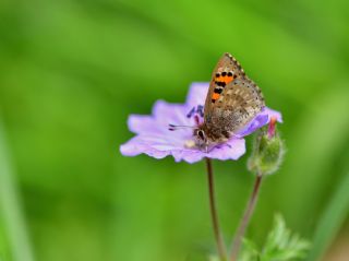 Kafkasya Gelincii (Tomares callimachus)