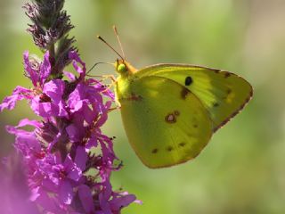 Gzel Azamet (Colias alfacariensis)