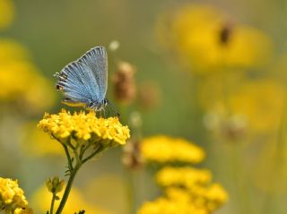 Mavi Sevbeni (Satyrium armenum)