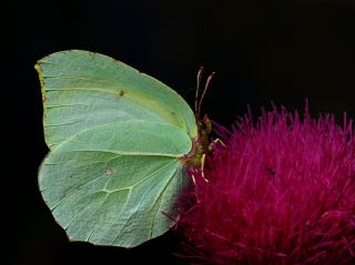 Kleopatra (Gonepteryx cleopatra)