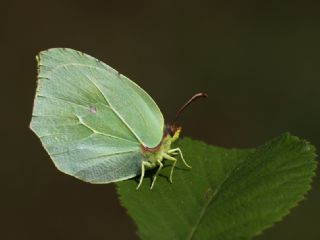 Kleopatra (Gonepteryx cleopatra)