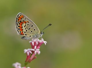 Doulu Esmergz (Plebejus carmon)