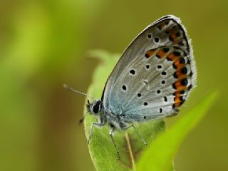 Avrupal Esmergz (Plebejus argyrognomon )