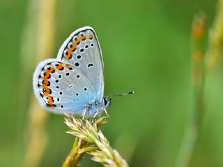 Avrupal Esmergz (Plebejus argyrognomon )