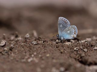 Anadolu Esmergz (Plebejus modicus)